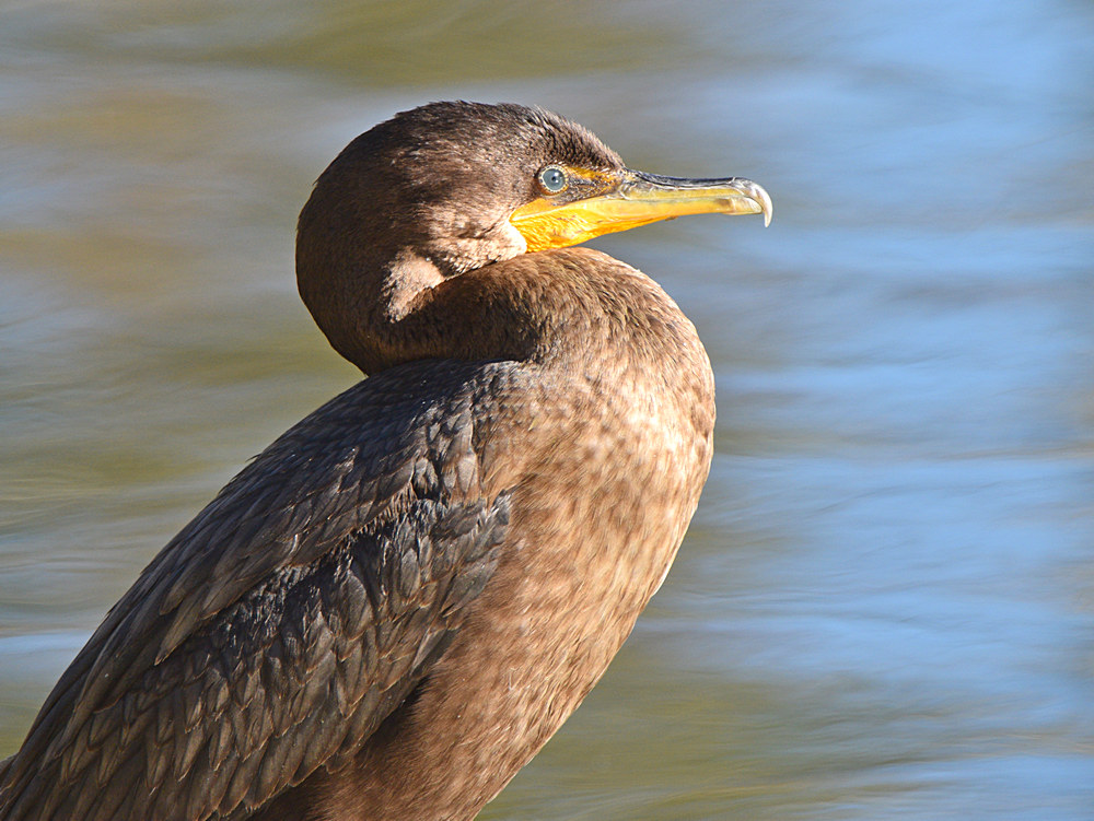 Cormorant2.jpg