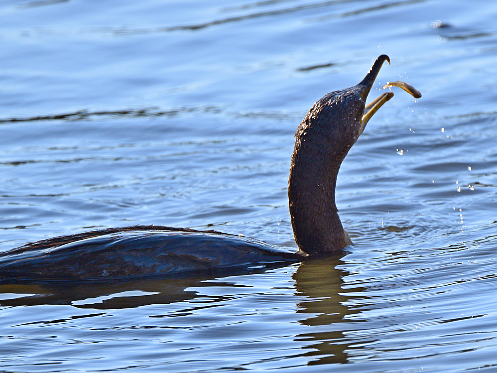 Cormorant2.jpg