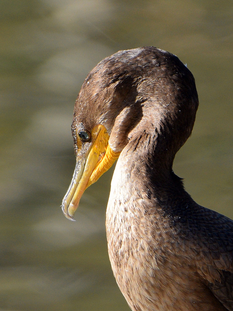 Cormorant2.jpg
