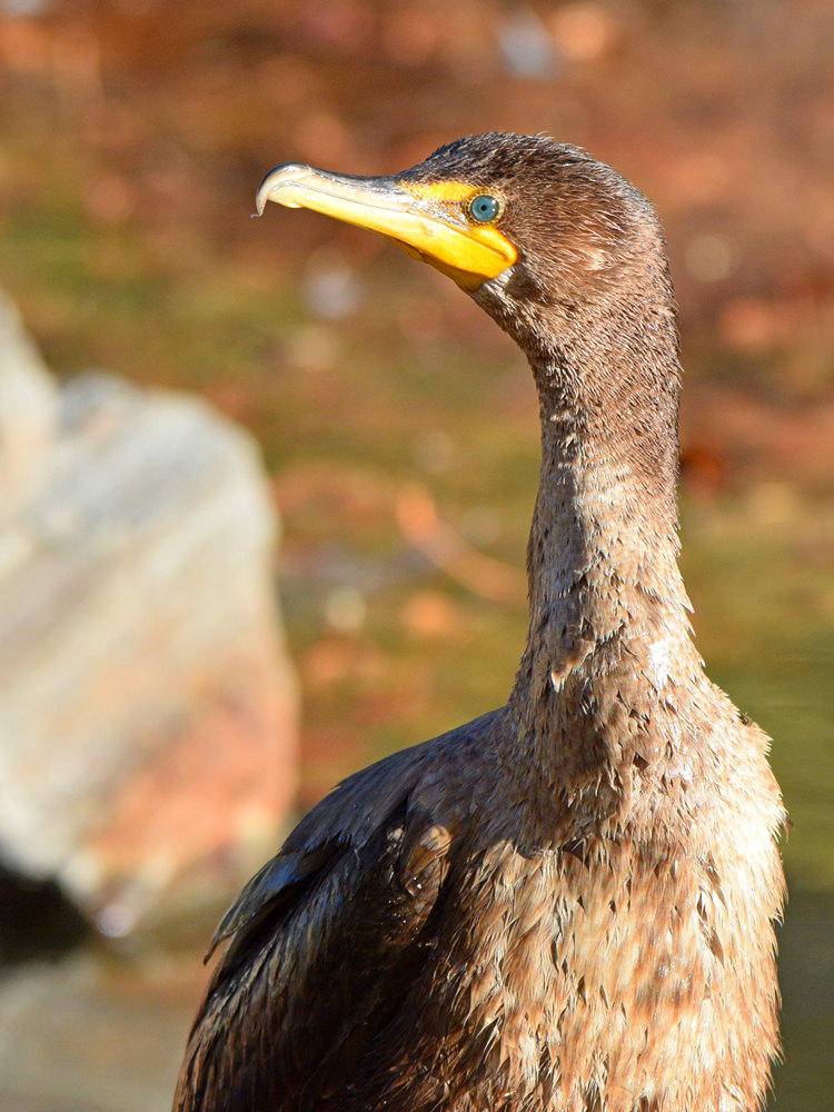 Cormorant2.jpg
