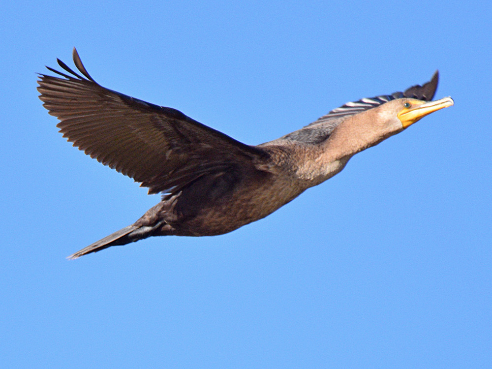 Cormorant2.jpg