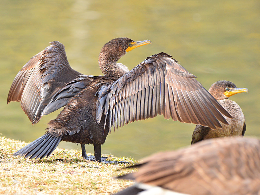 Cormorant2.jpg