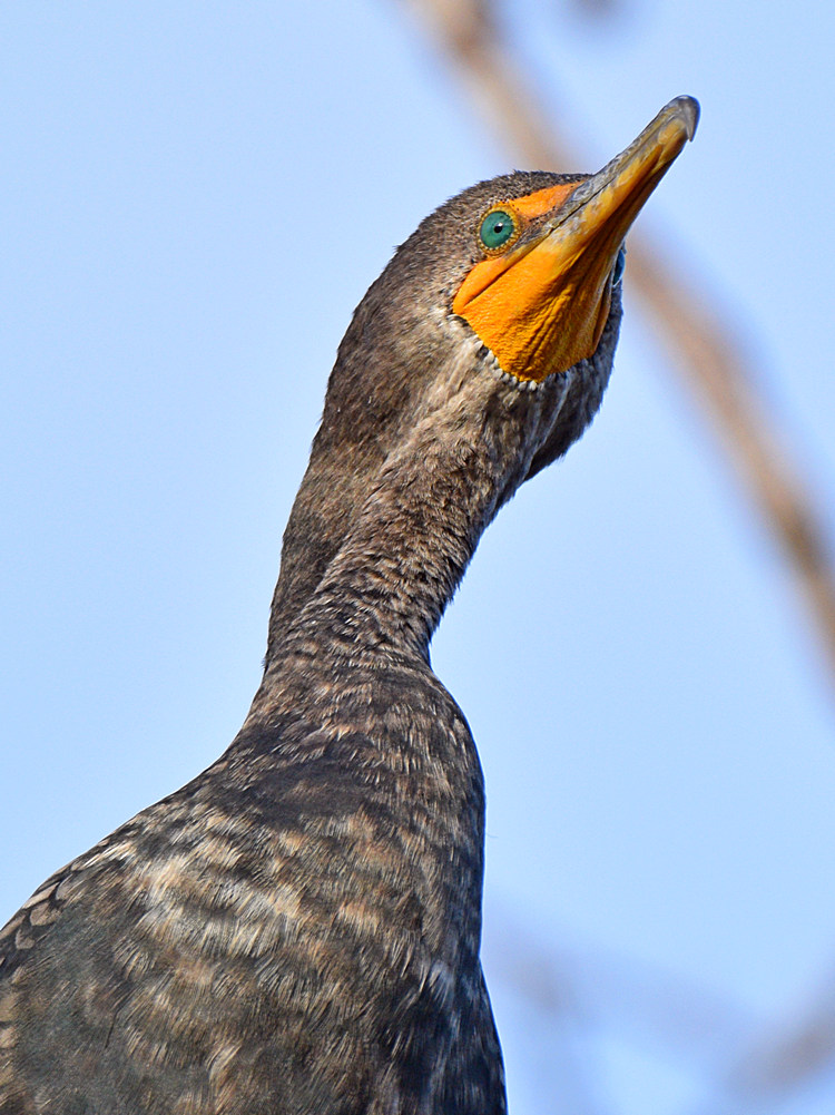 Cormorant2.jpg