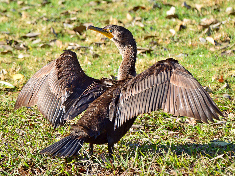 Cormorant2.jpg