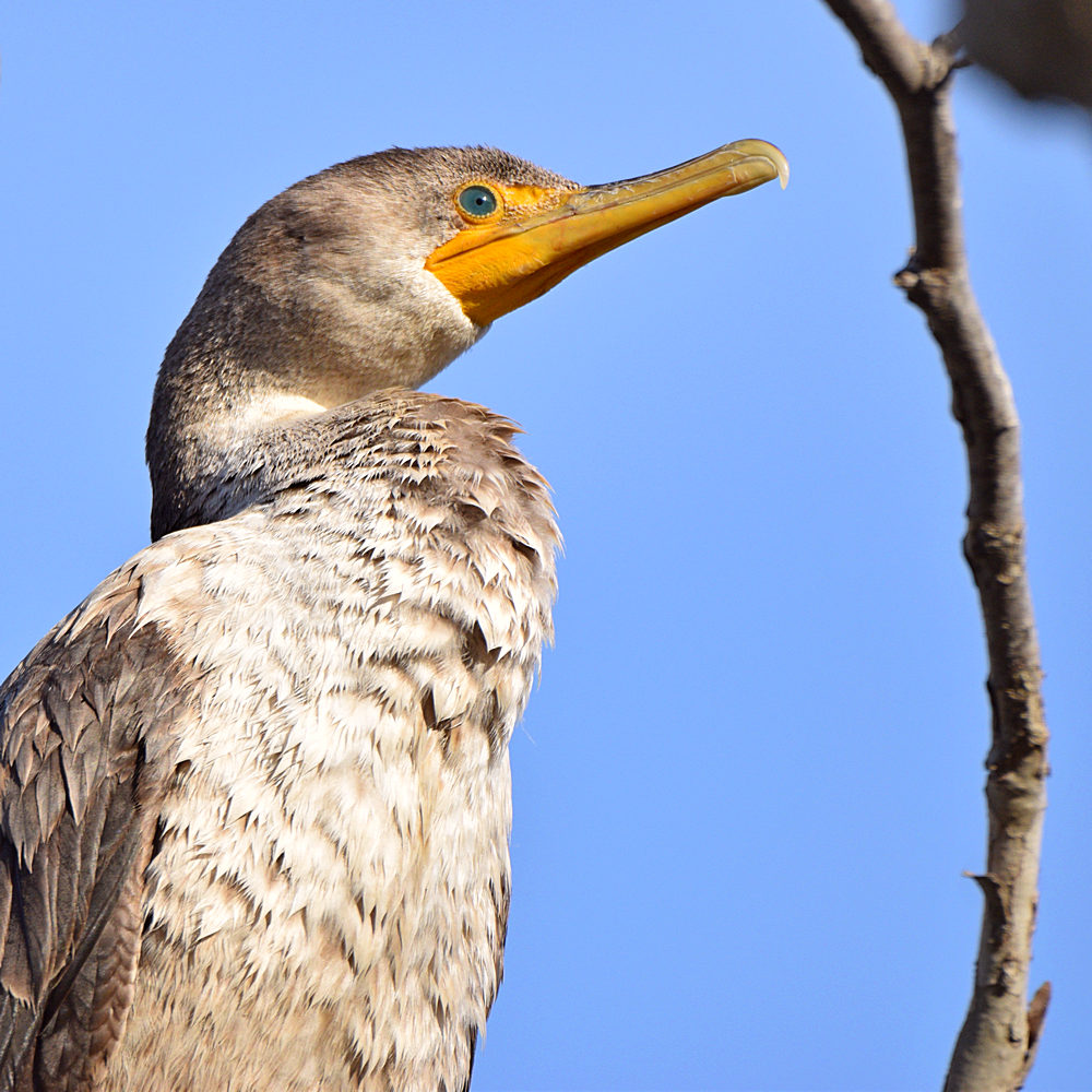 Cormorant2.jpg