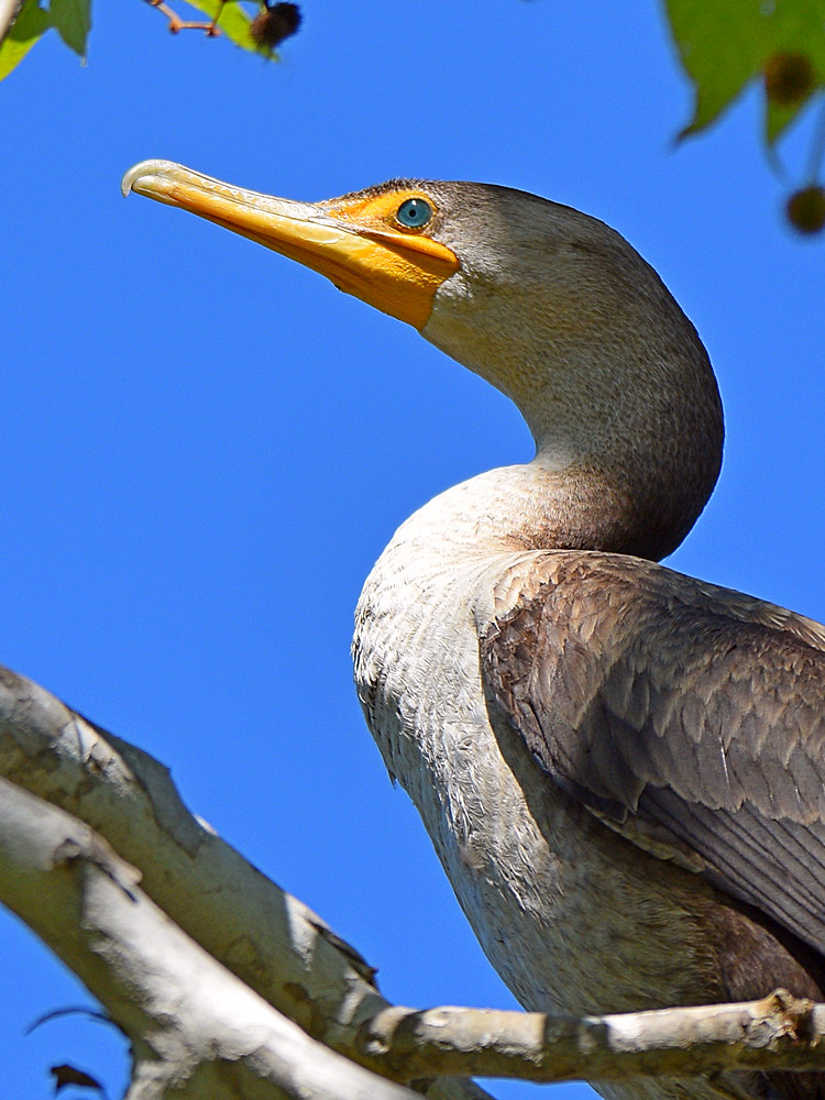 Cormorant2.jpg