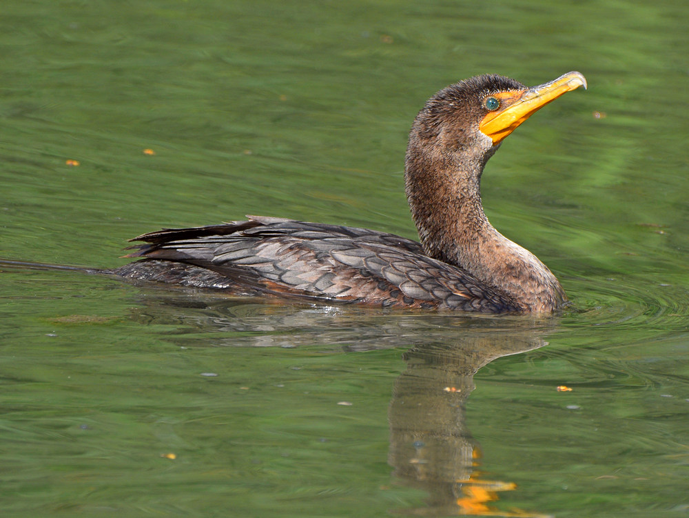 Cormorant2.jpg