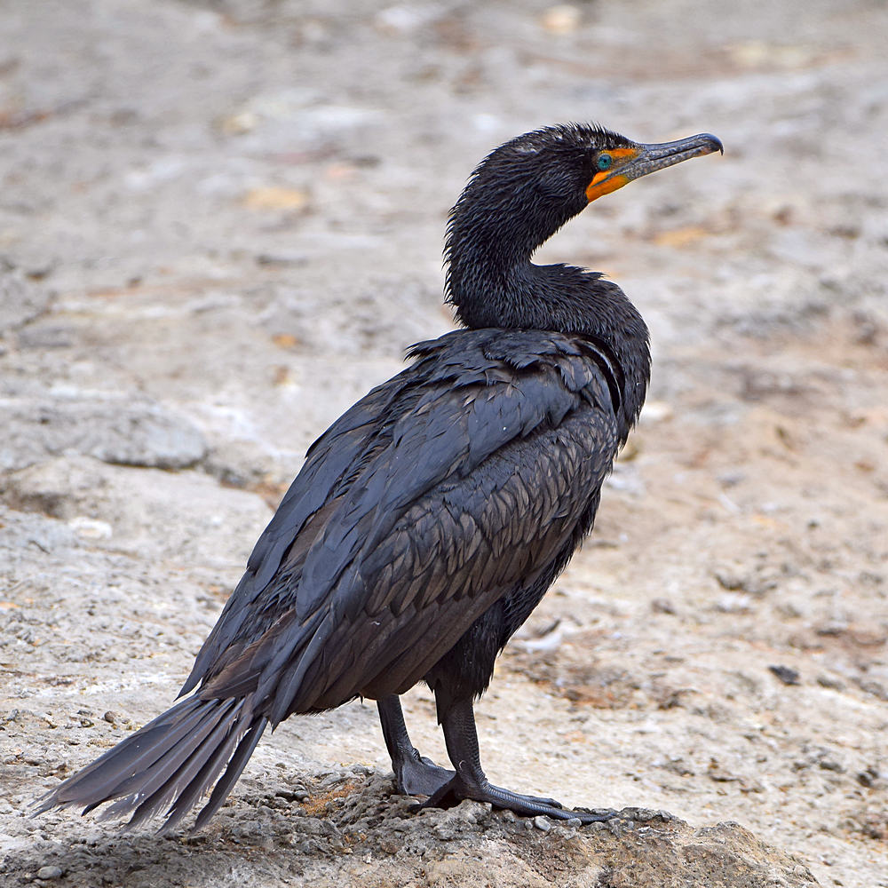Cormorant2.jpg