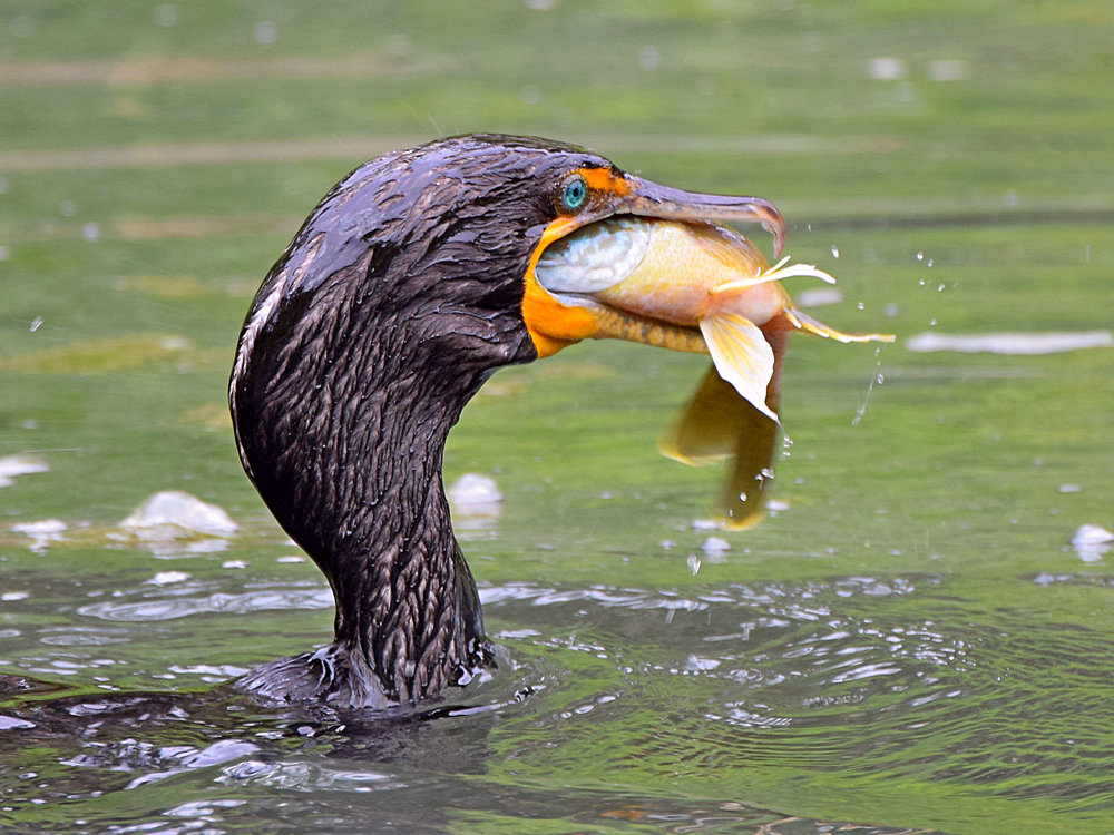 Cormorant2.jpg