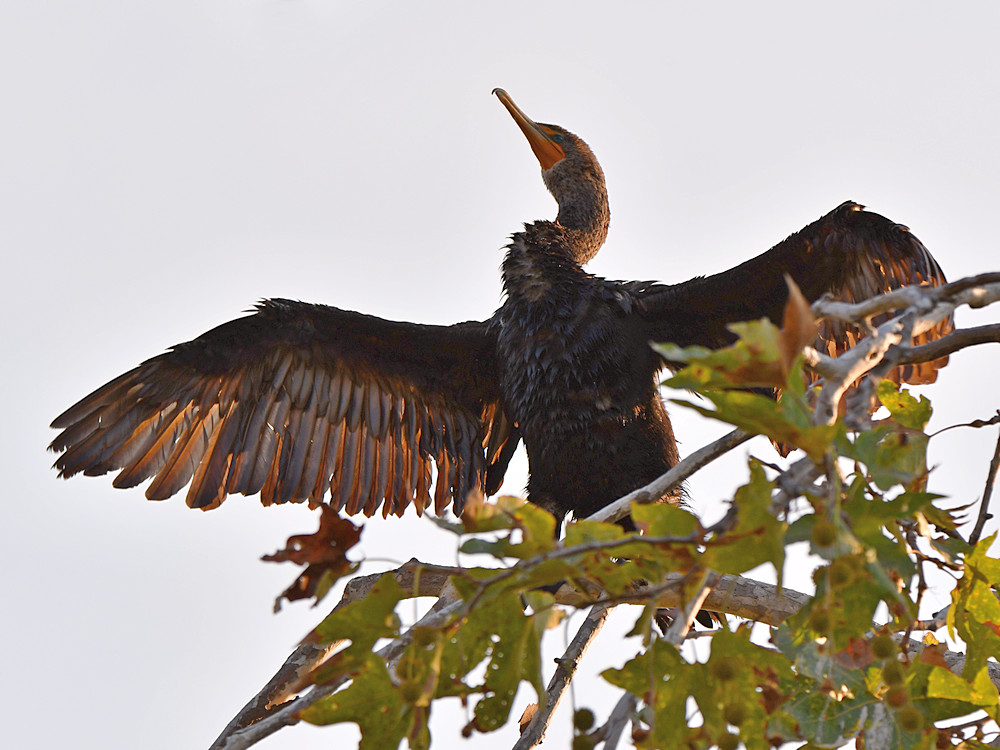 Cormorant2.jpg