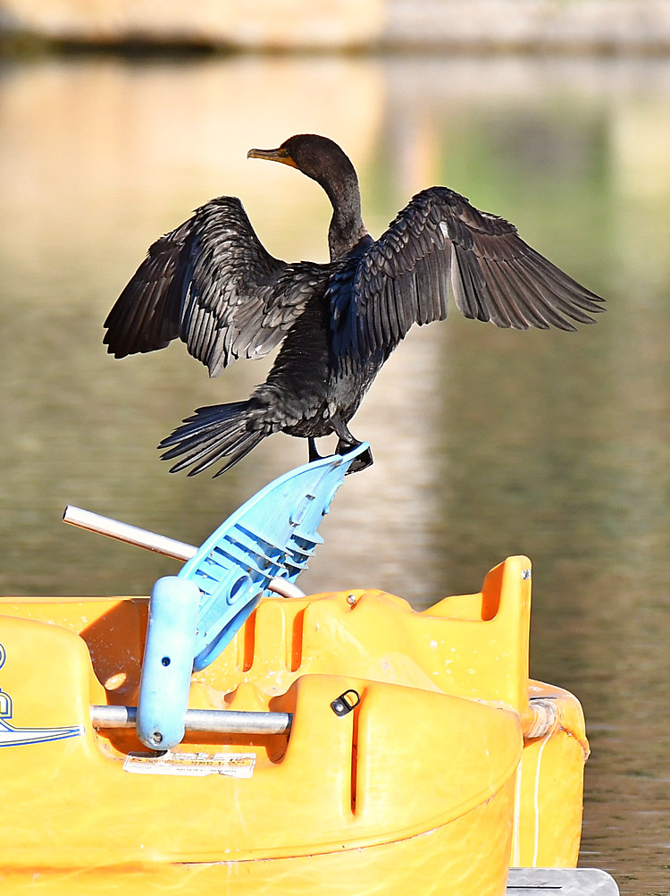Cormorant2.jpg