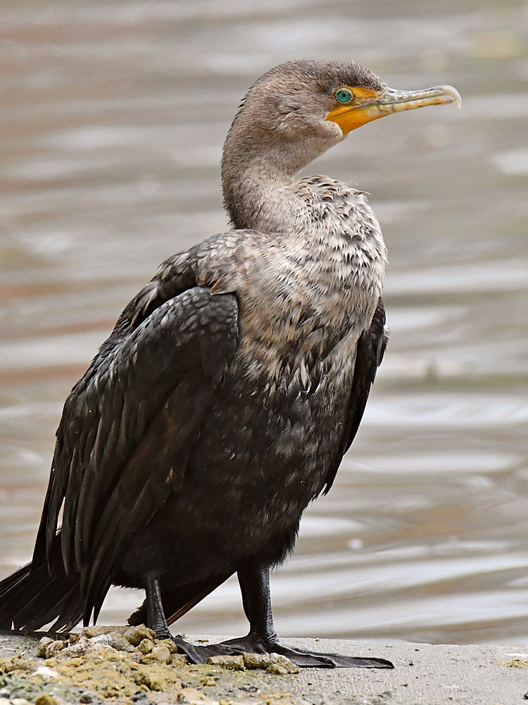 Cormorant2.jpg