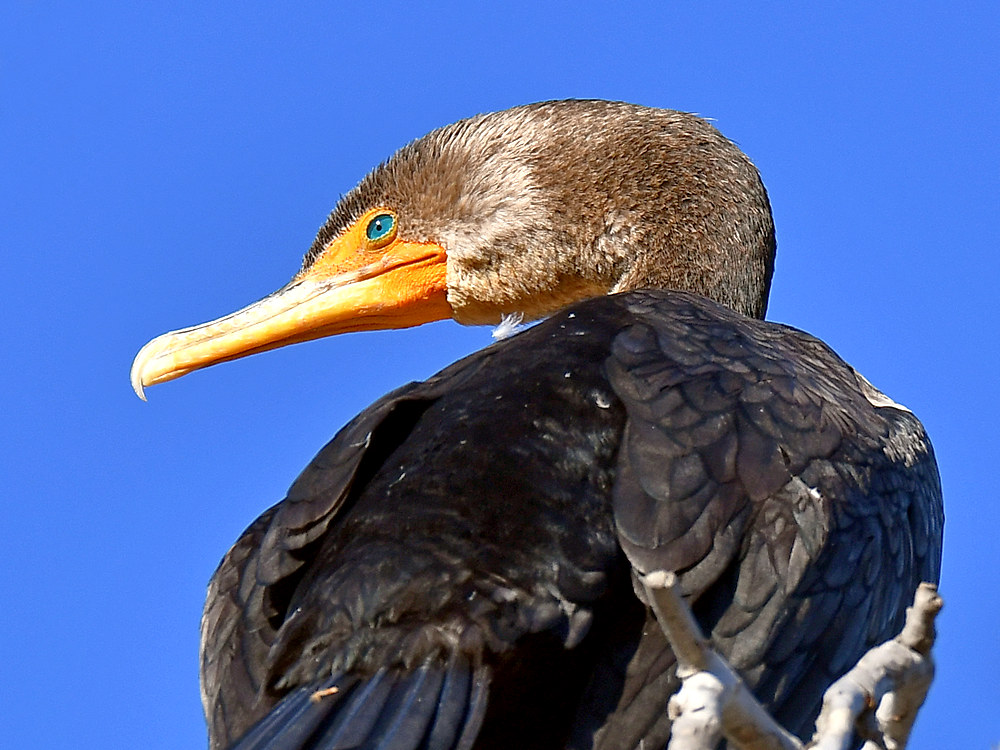 Cormorant2.jpg