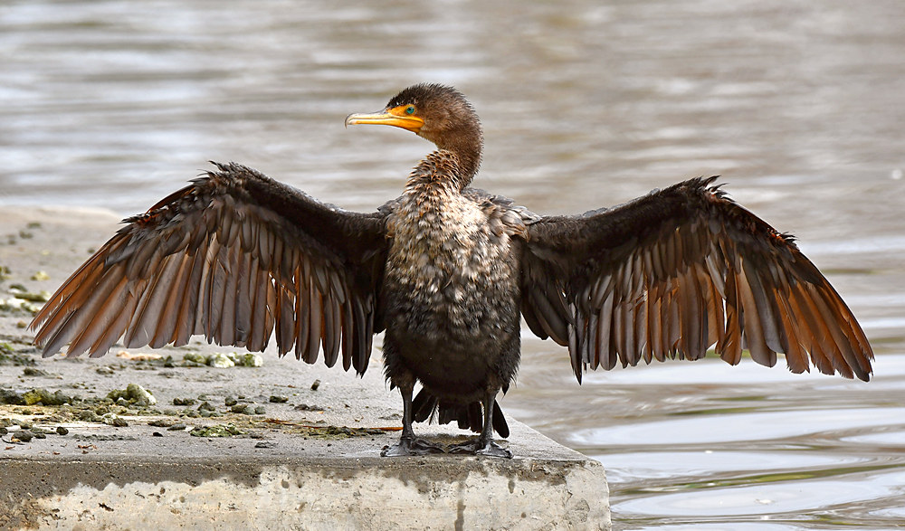 Cormorant2.jpg