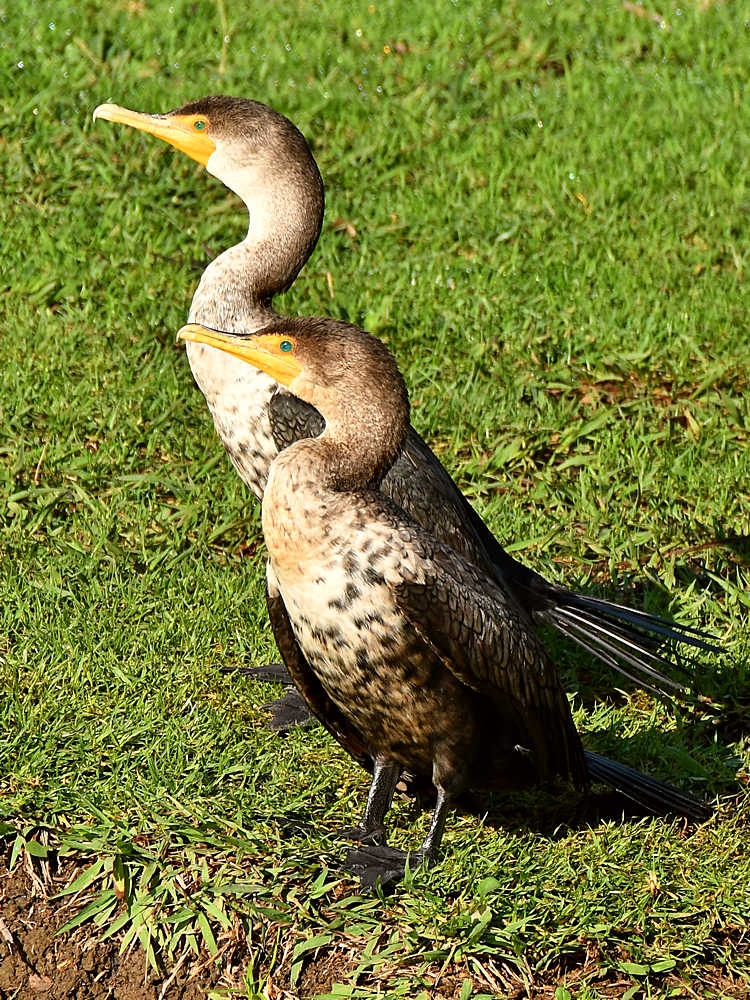 Cormorant2.jpg