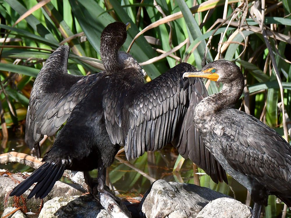 Cormorant2.jpg