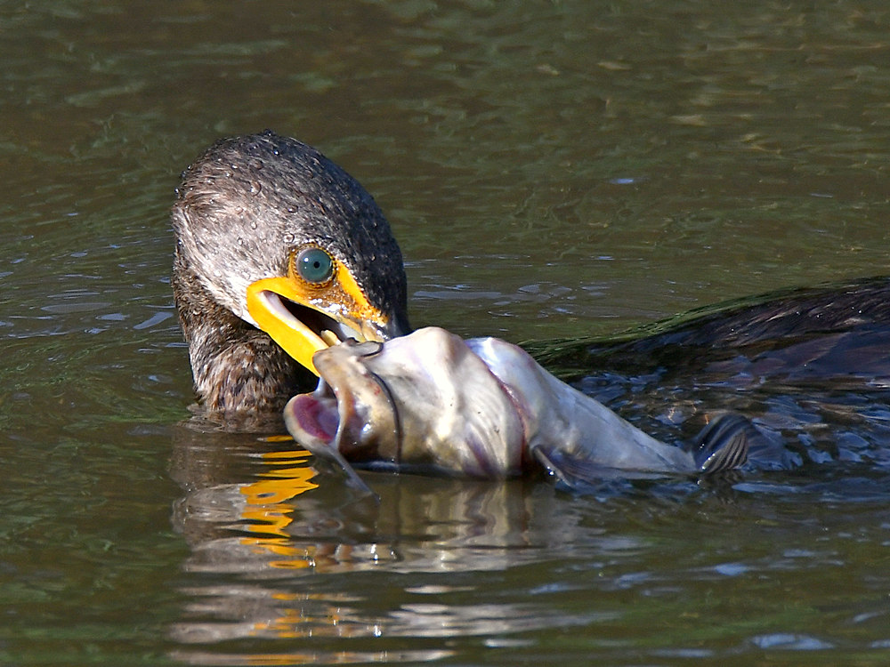 Cormorant2.jpg