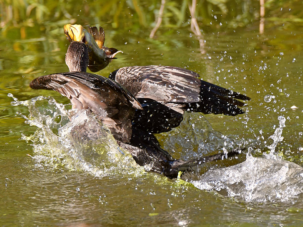 Cormorant2.jpg