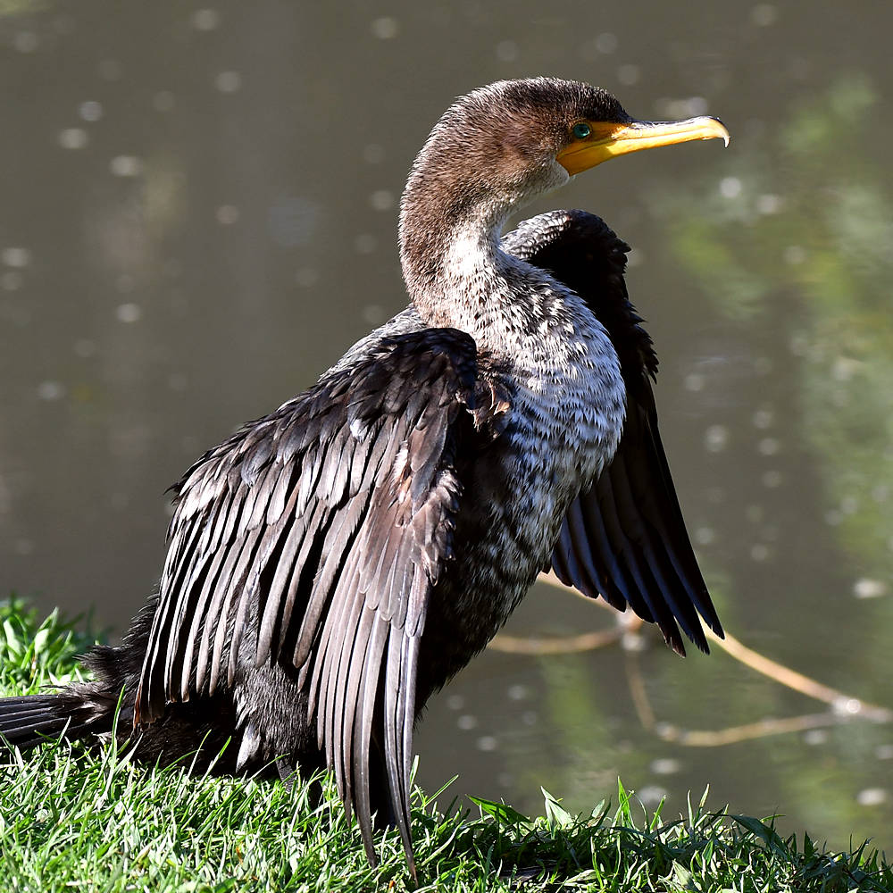 Cormorant2.jpg