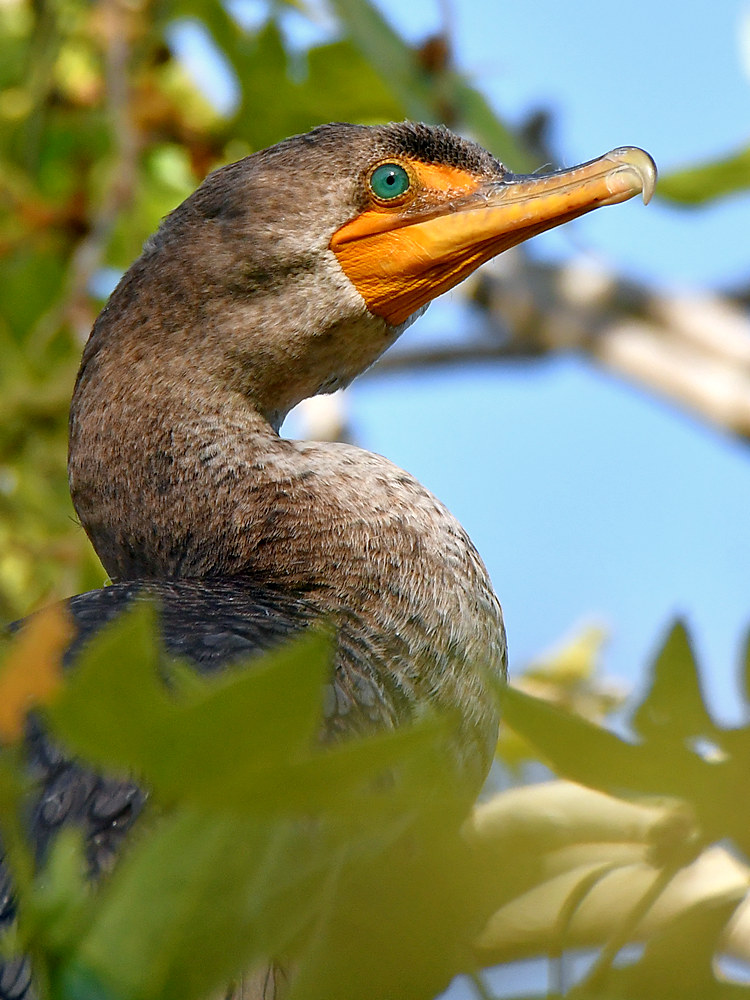 Cormorant2.jpg