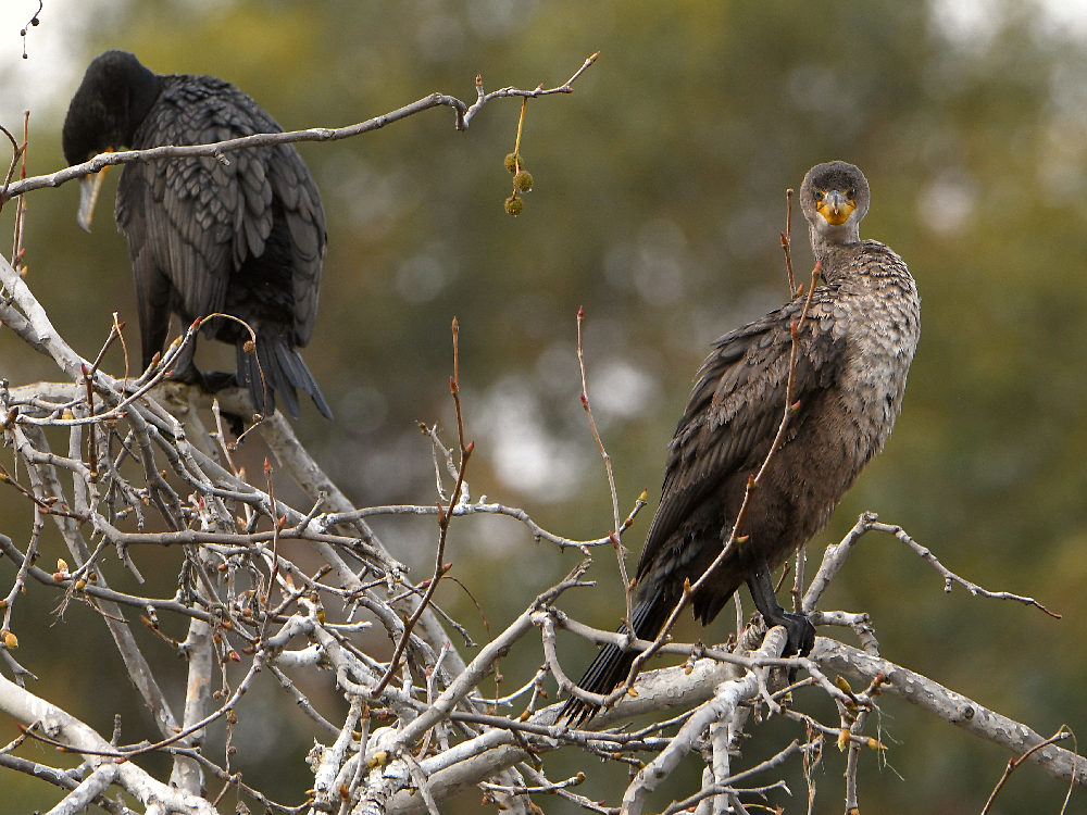 Cormorant2.jpg