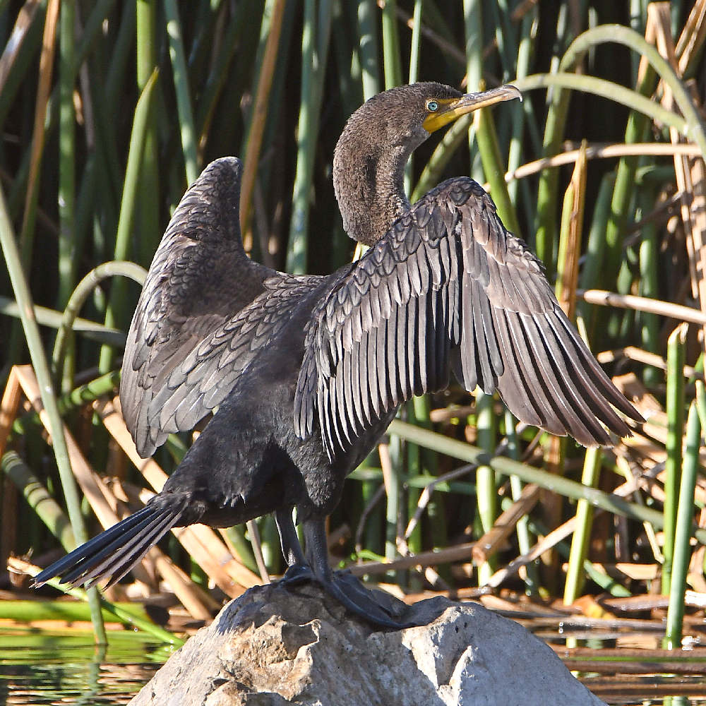 Cormorant2.jpg