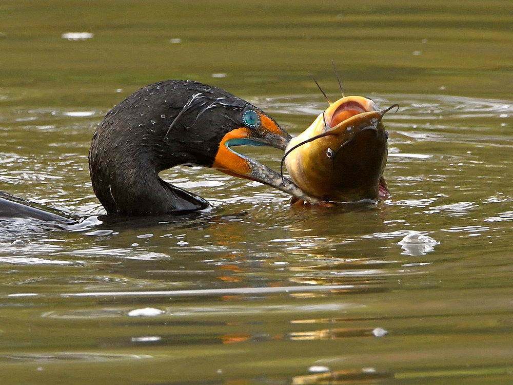 Cormorant2.jpg