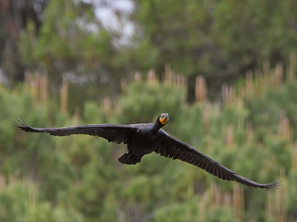 Cormorant2.jpg