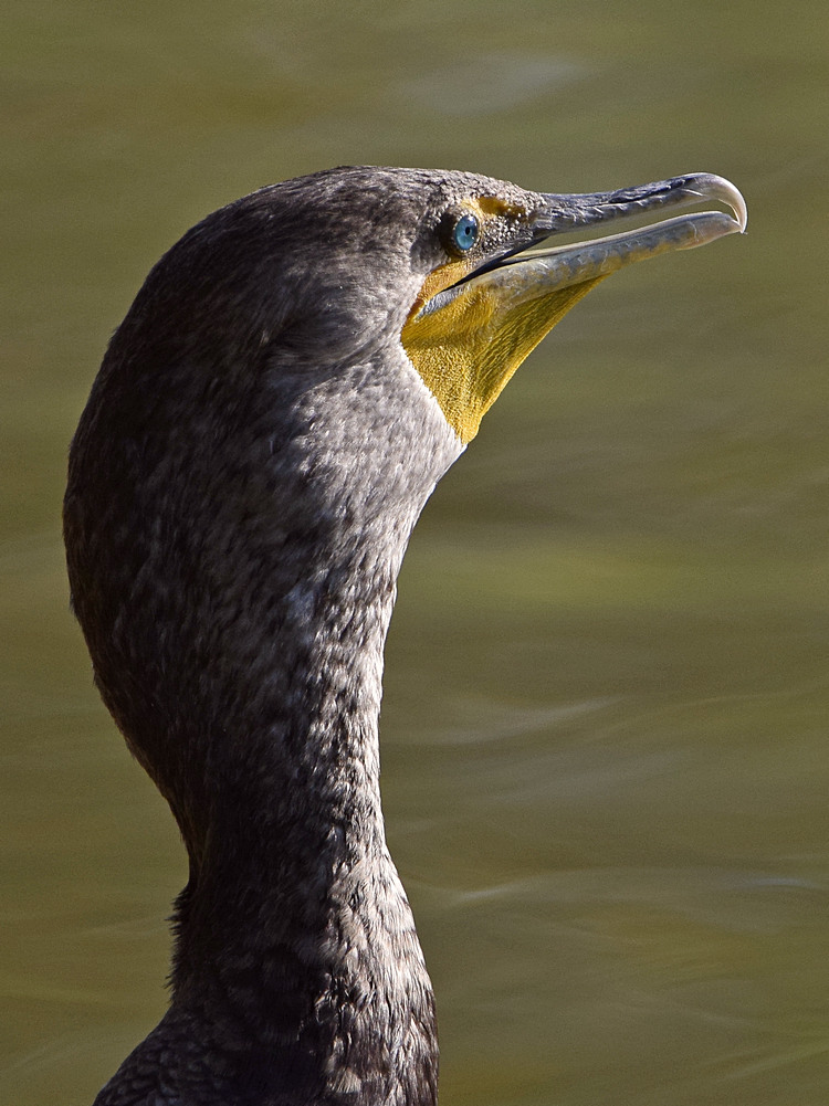 Cormorant2.jpg