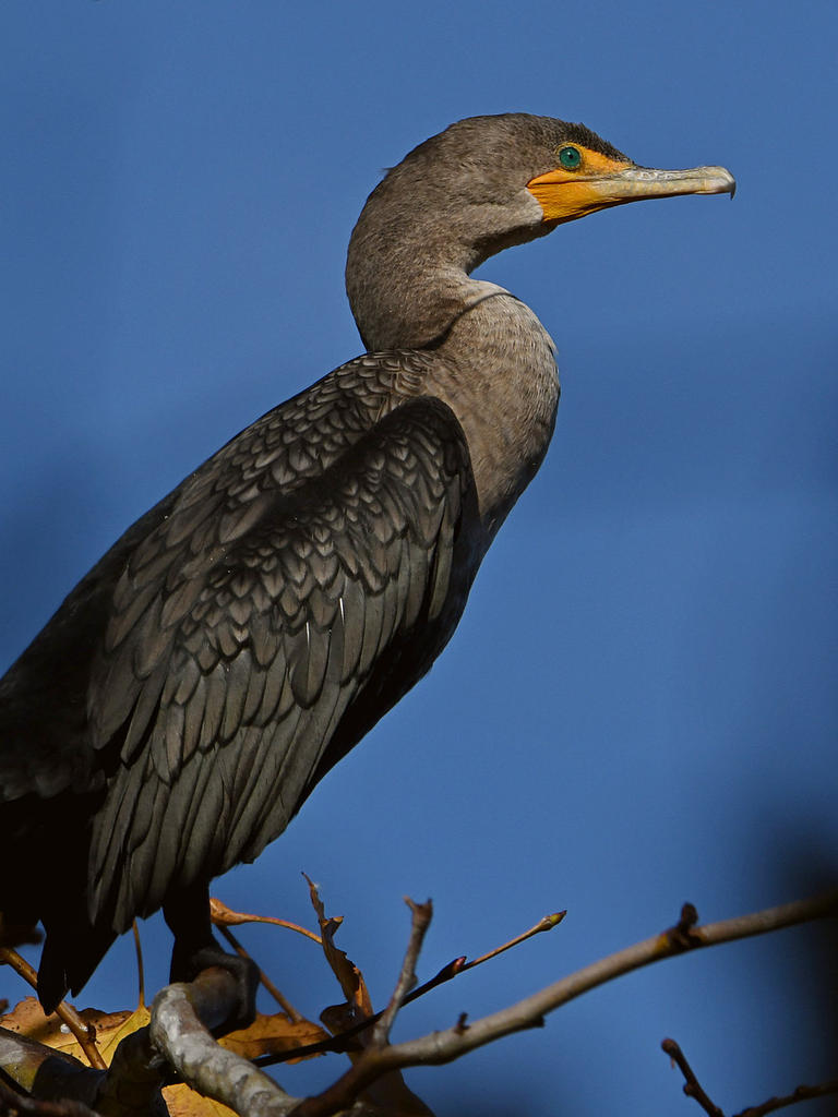 Cormorant2.jpg