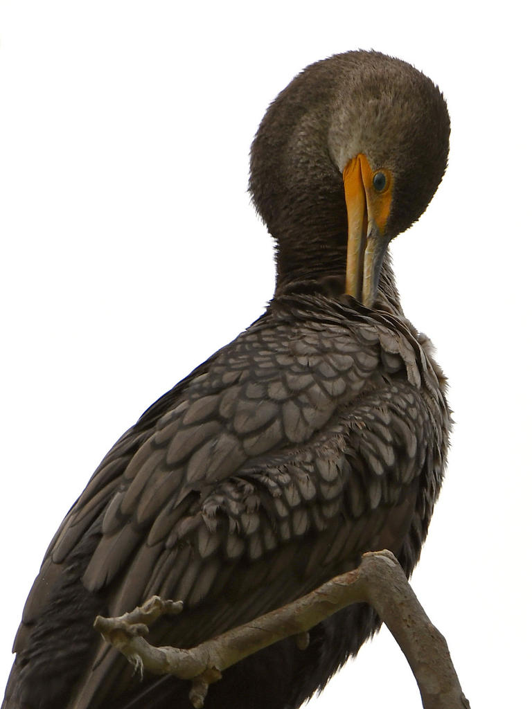 Cormorant2.jpg