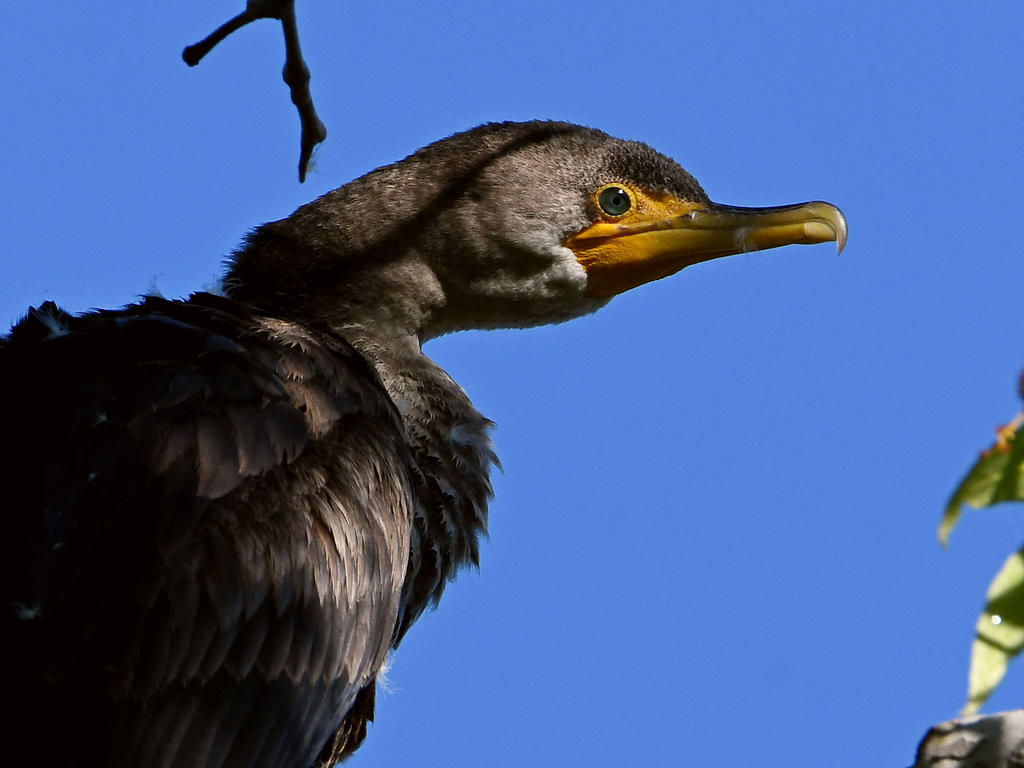 Cormorant2.jpg