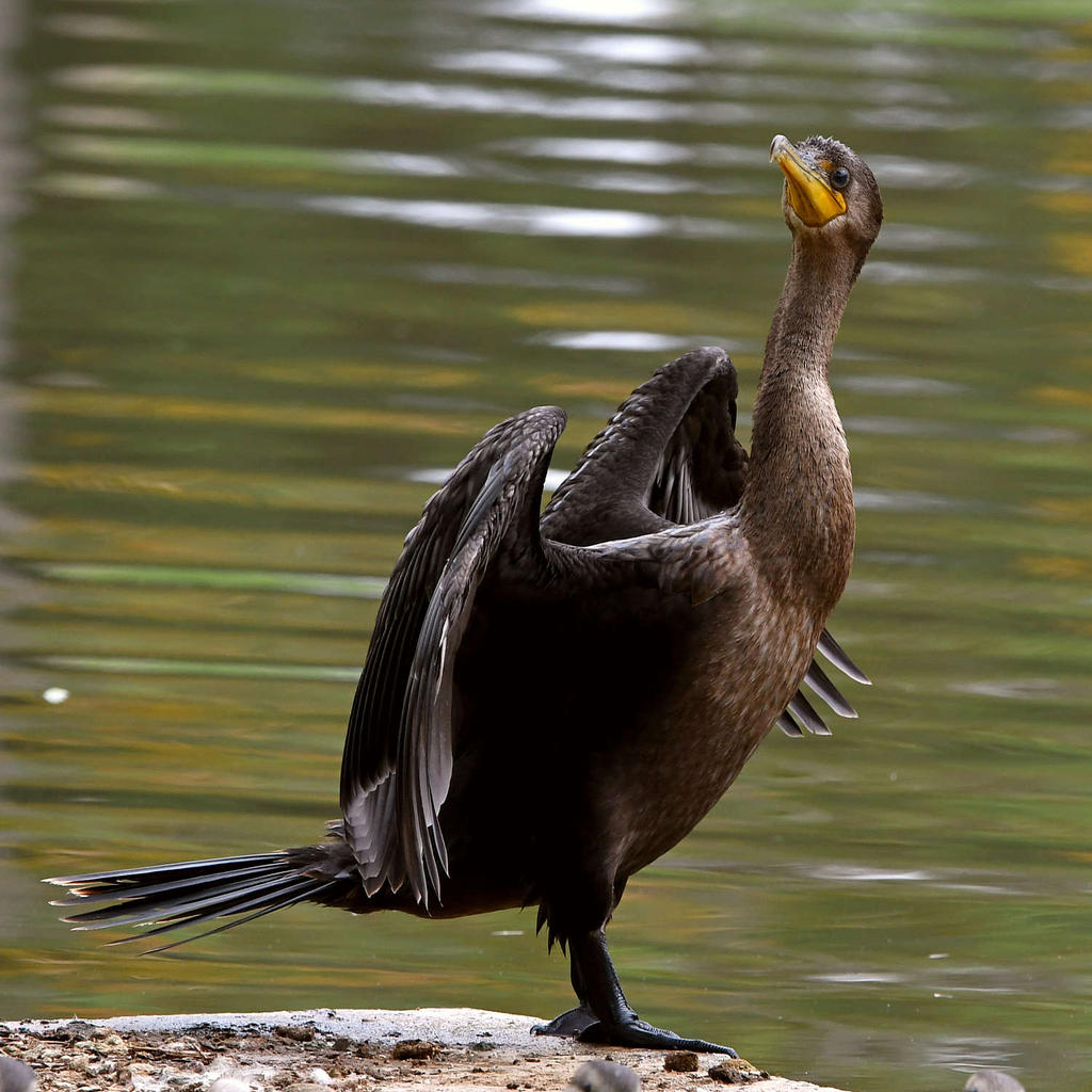 Cormorant2.jpg
