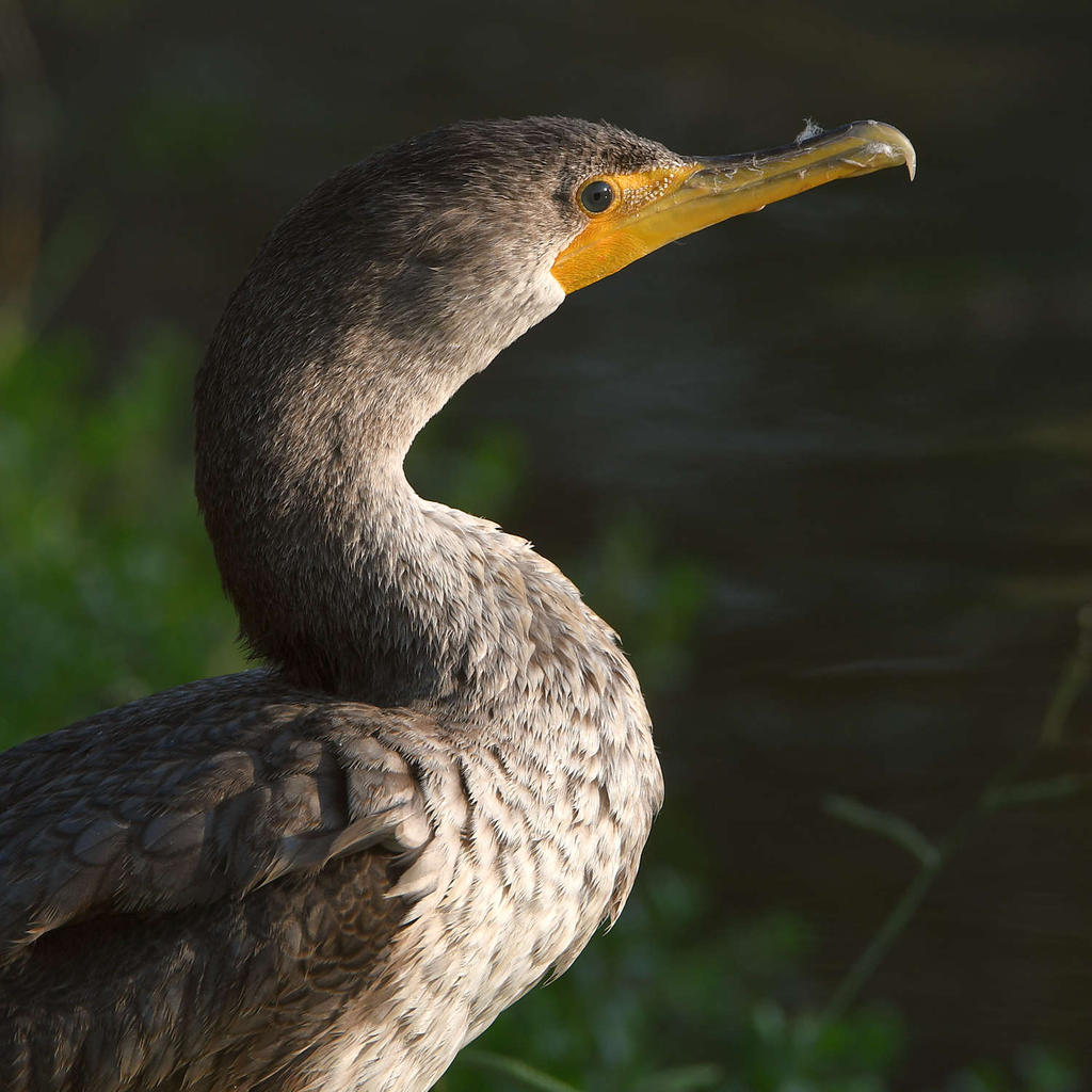 Cormorant2.jpg