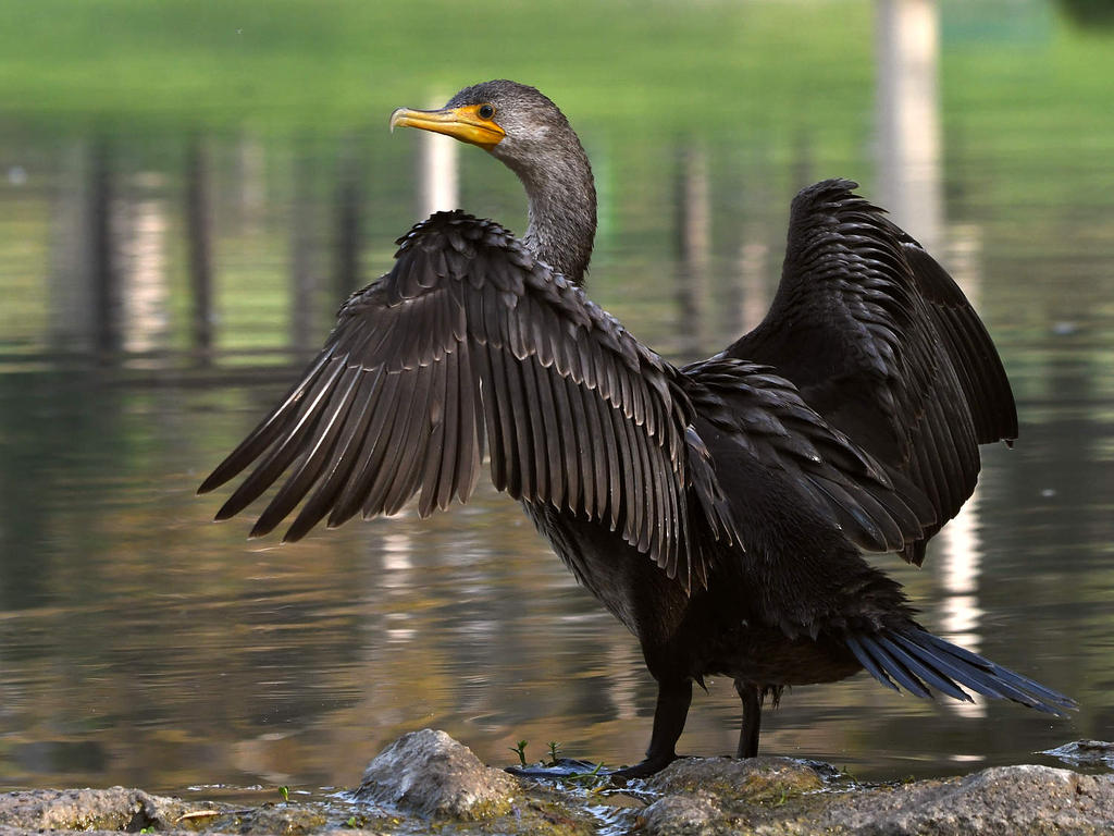 Cormorant2.jpg
