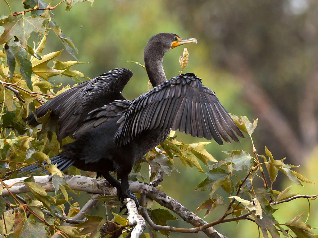 Cormorant2.jpg