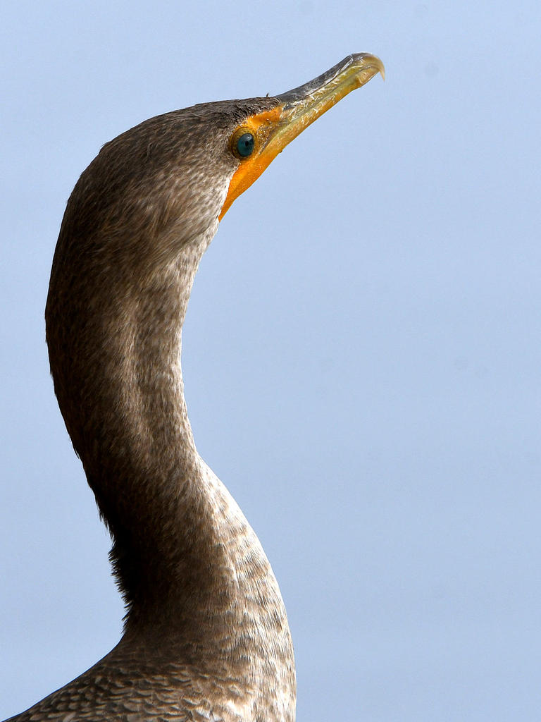 Cormorant2.jpg