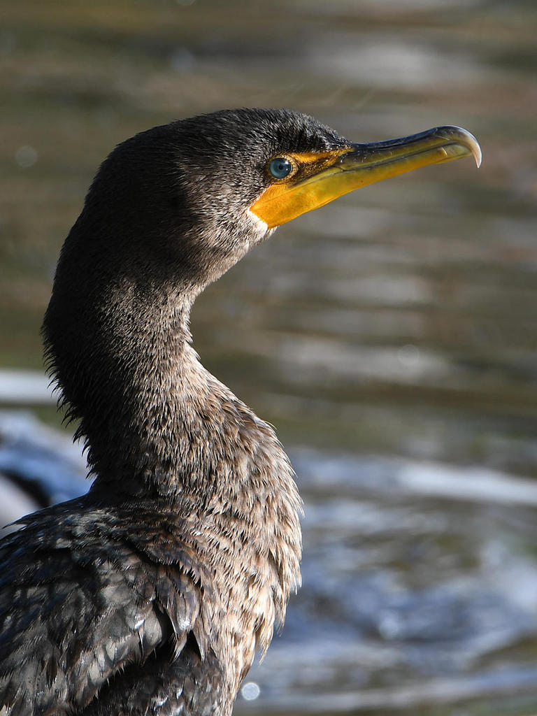 Cormorant2.jpg
