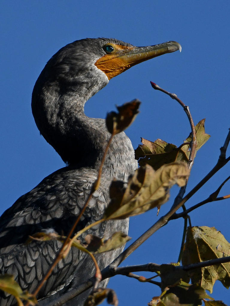Cormorant2.jpg