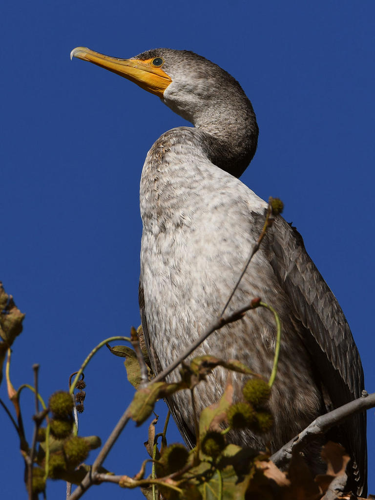Cormorant2.jpg