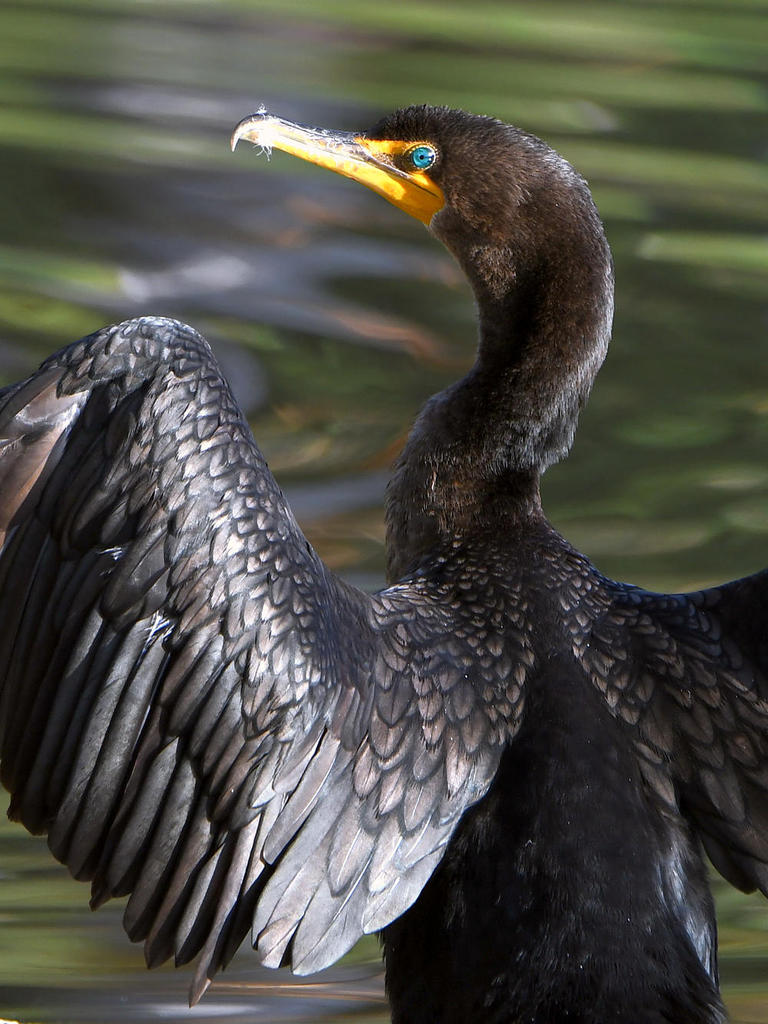 Cormorant2.jpg