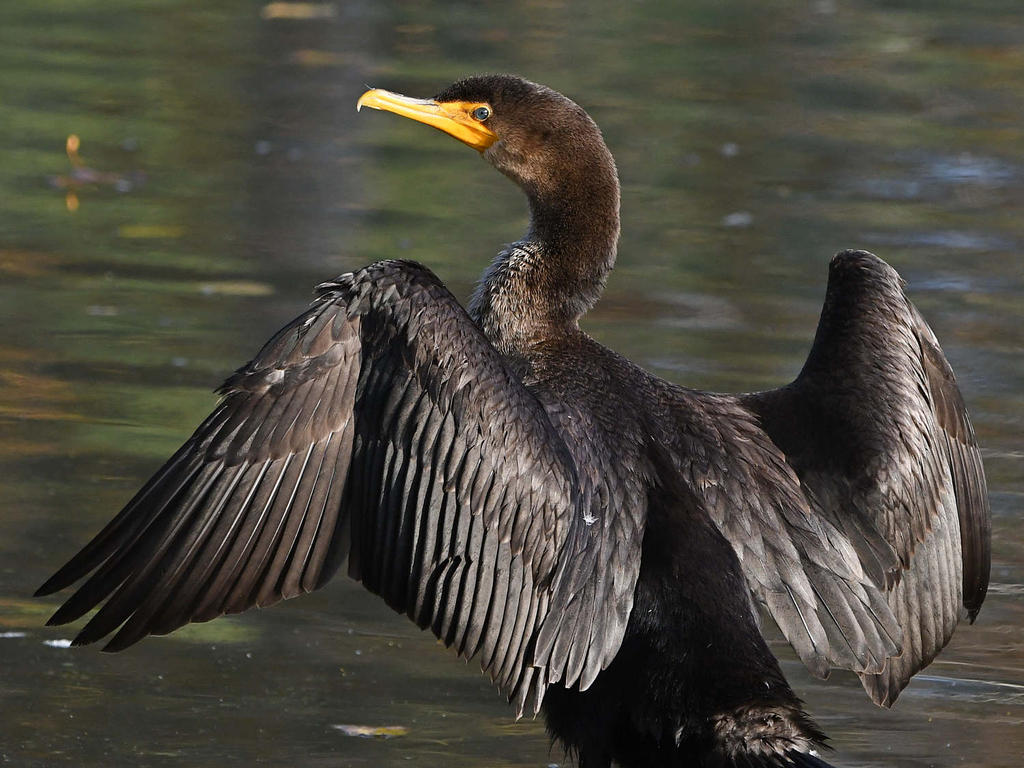 Cormorant2.jpg