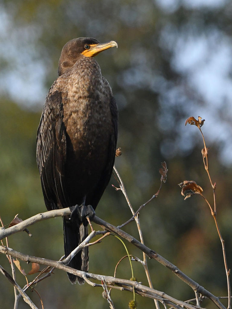 Cormorant2.jpg