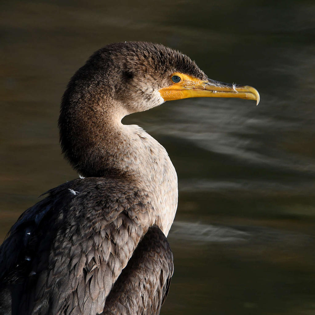 Cormorant2.jpg