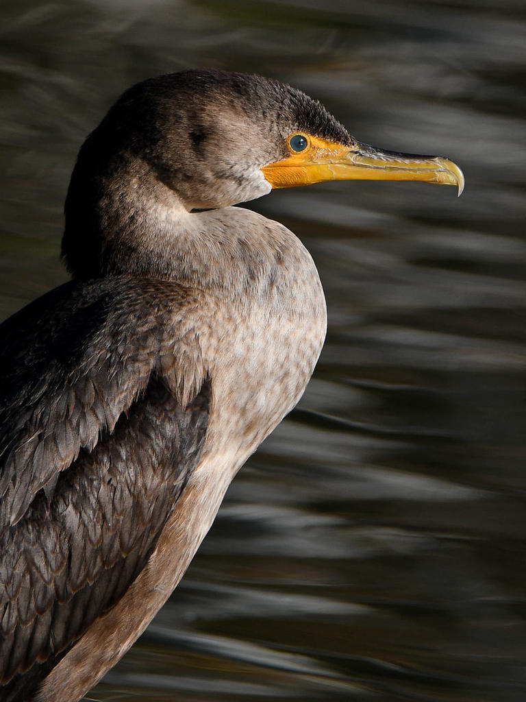 Cormorant2.jpg