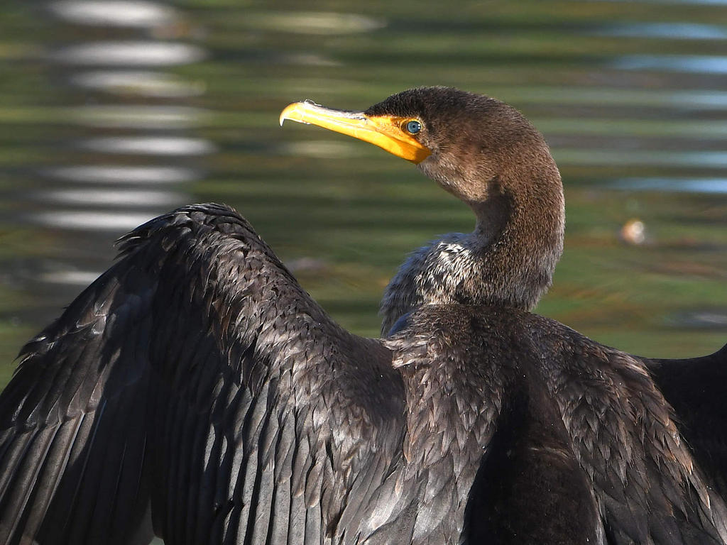 Cormorant2.jpg