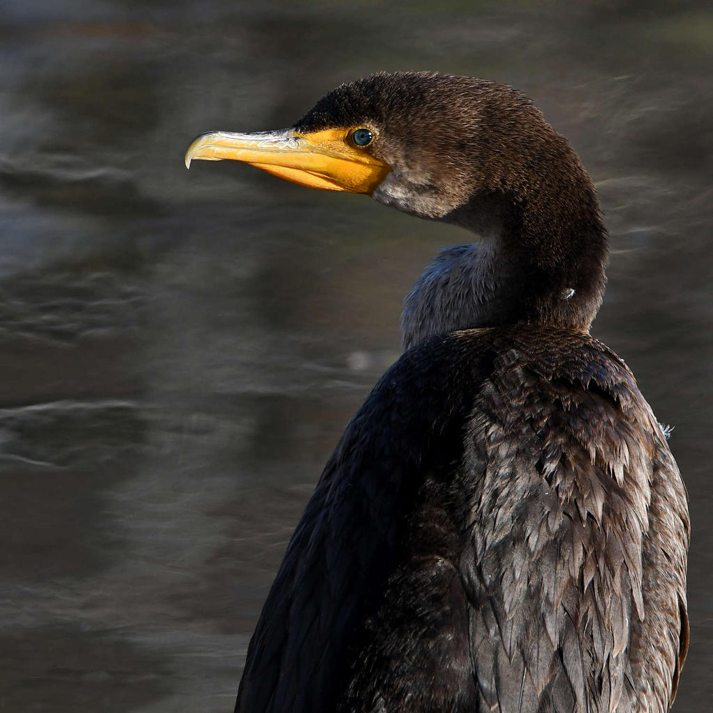 Cormorant2.jpg