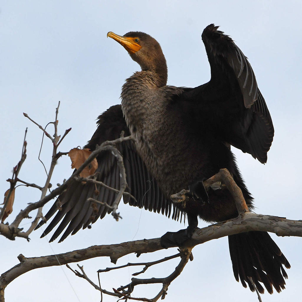 Cormorant2.jpg