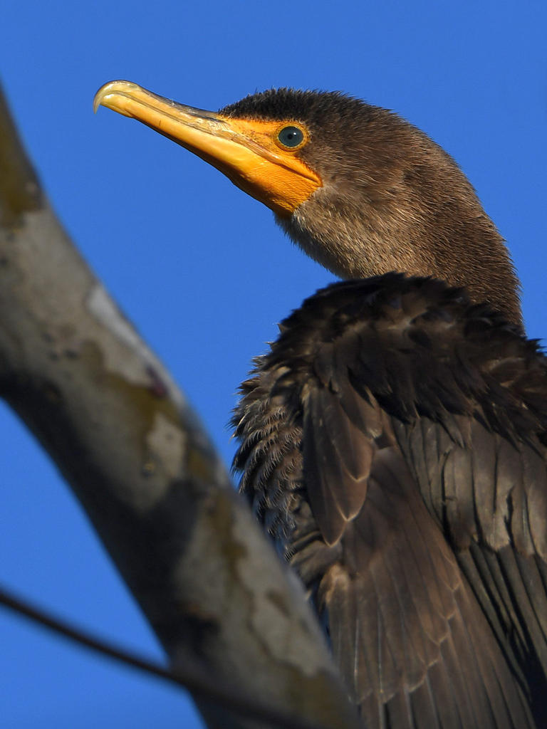 Cormorant2.jpg