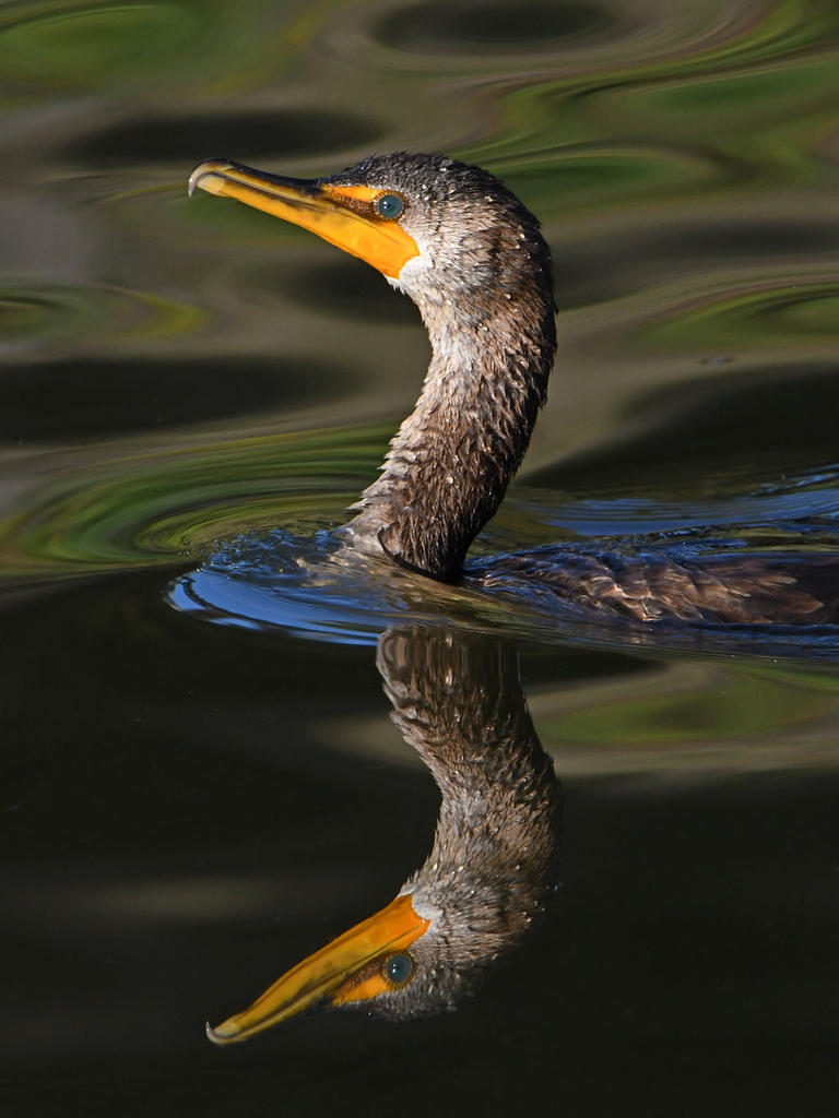 Cormorant2.jpg